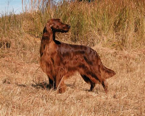 Irish Setter