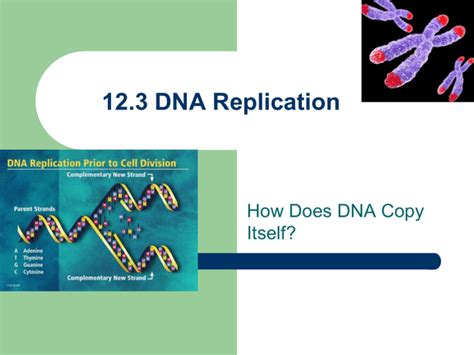 DNA*s Discovery and Structure