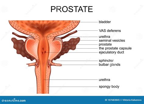 Anatomy Of The Prostate And Bladder