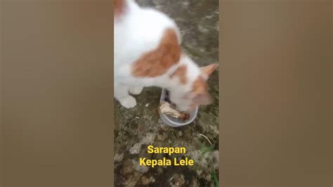 Kucing Makan Kepala Lele Youtube