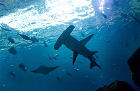 Hammerhead Shark Habitat