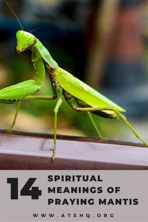 Praying Mantis Symbolism: 14 Spiritual Meanings Of Praying Mantis