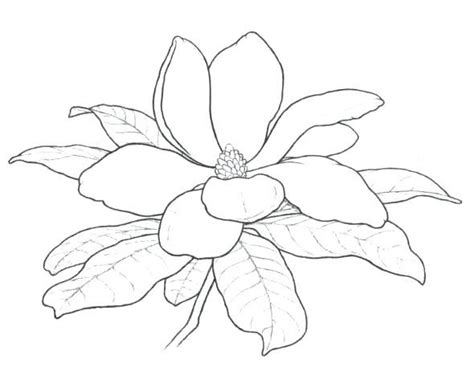 Magnolia Flower Coloring Page Team Coloring