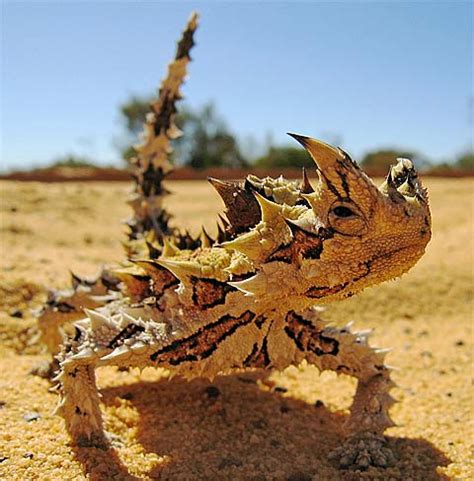 Thorny Devil Lizard - Prickly Desert Ant-Eater | Animal Pictures and ...