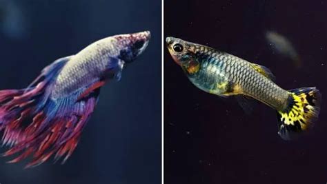 Can Betta Fish Live With Guppies Read The Ultimate Compatibility Guide