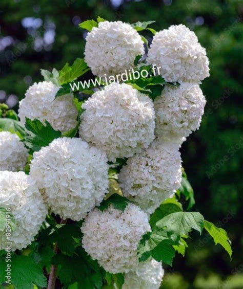 Viburnum Opulus Boule De Neige Jardibo