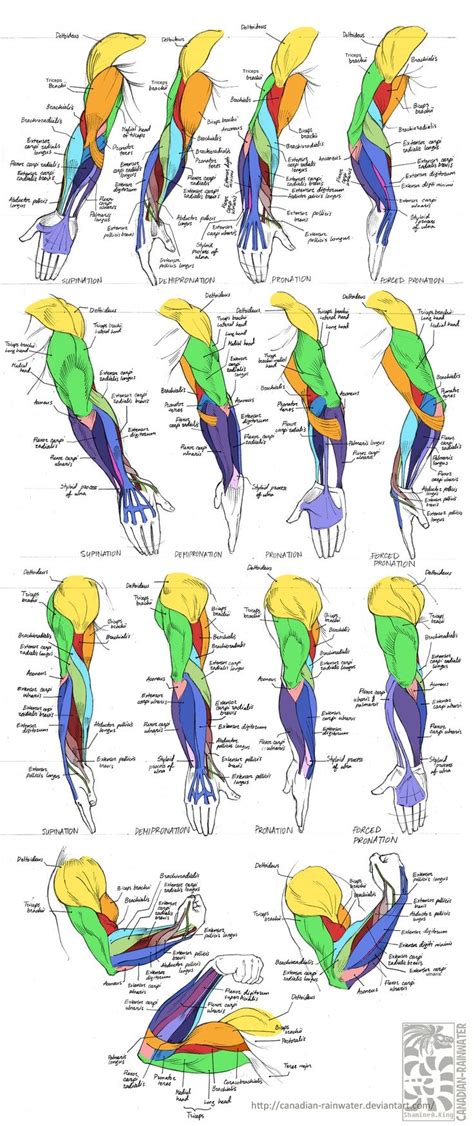 Arm Muscles This Wouldve Been Helpful When I Was Still In School