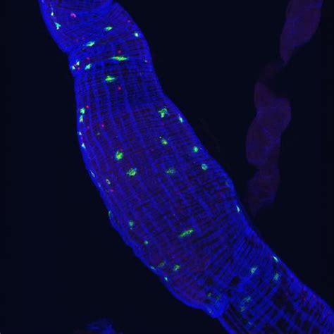 Cil Drosophila Melanogaster Endocrine Cell Muscle Cell Cil