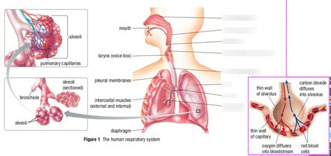 Bio Respiratory System Diagram Quizlet