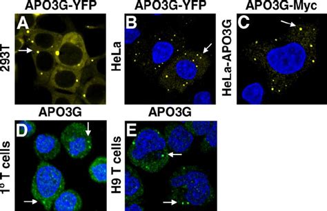 Apobec3g Localizes To Cytoplasmic Bodies Subcellular Localization