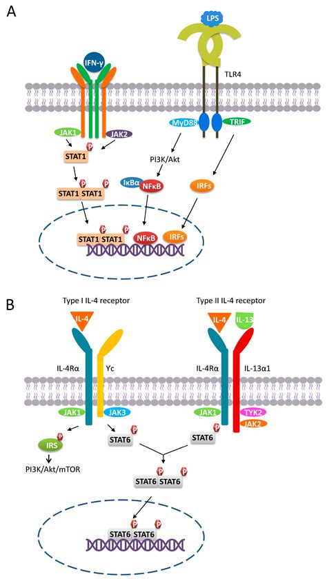 Frontiers Major Pathways Involved In Macrophage Off