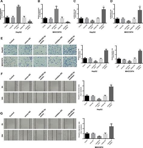 MiR 656 3p Suppresses HCC Cell Proliferation Invasion And Migration