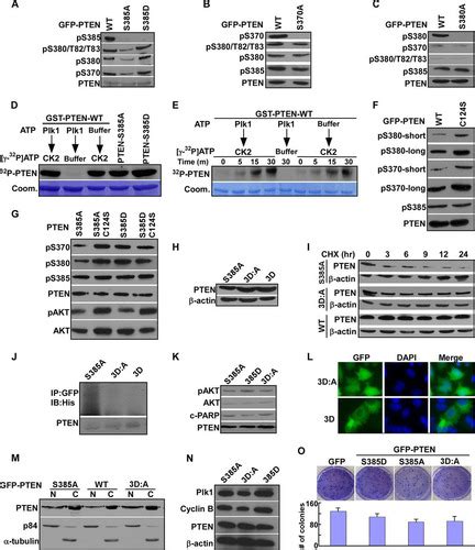 Full Article Plk Phosphorylation Of Pten Causes A Tumor Promoting