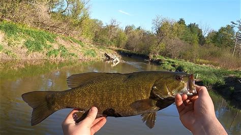 Smallmouth Bass Guarding Her Eggs And Catching Vermont Creek Rock Bass Youtube