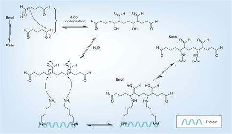 Reaction Mechanism Of Glutaraldehyde With Amino Acids Of Proteins