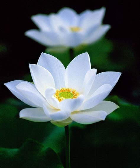 Nelumbo Nucifera Flor De Loto Flores Bonitas Flores Blancas Flor