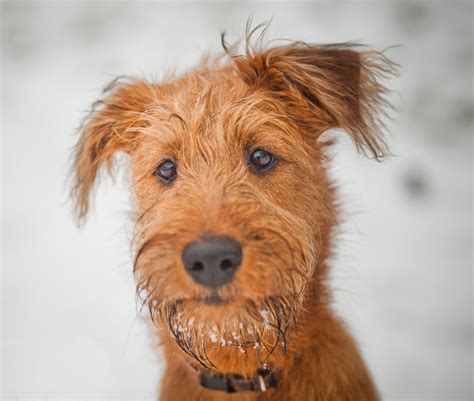 Irish Terrier Breed Guide Learn About The Irish Terrier