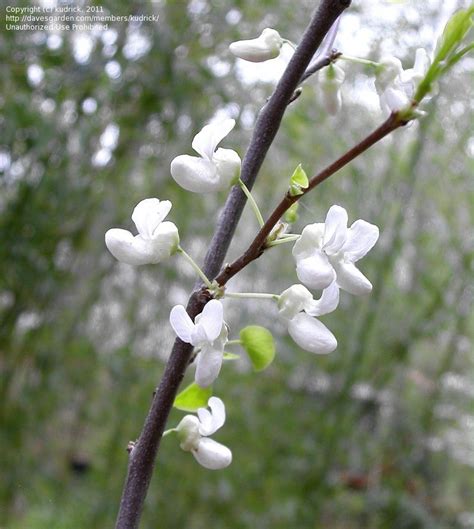 Plantfiles Pictures White Western Redbud California Redbud Alba