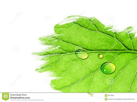 De Achtergrond Van Het Blad Met Ruimte Voor Tekst Stock Afbeelding