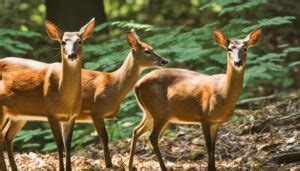 Understanding the Unique Muntjac Deer Face