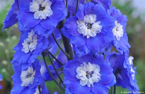 5 многолетников с синими цветами | Сады и цветы | Дзен