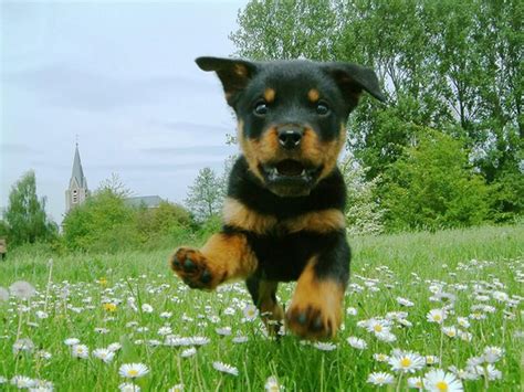 Rottweiler Puppies Wallpapers - 4k, HD Rottweiler Puppies Backgrounds on WallpaperBat