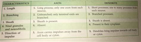 Difference Between Axon And Dendrite Brainly In