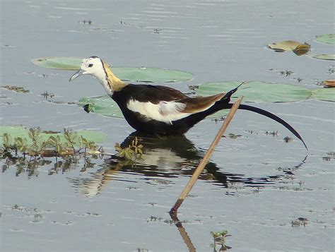 Pheasant Tailed Jacana Wader Quest