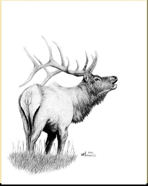 Elk Sketch At Explore Collection Of Elk Sketch