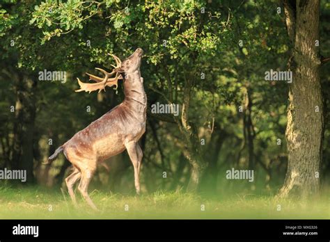 Proud Male Fallow Deer Stag Dama Dama With Big Antlers Stand Up