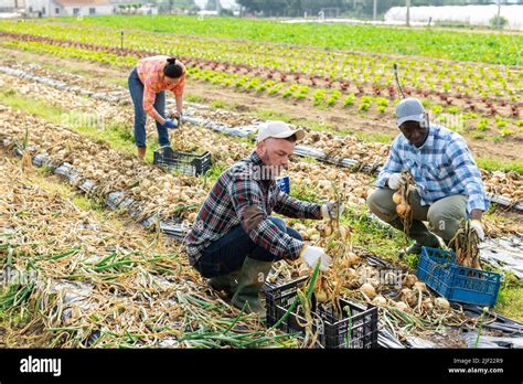 Three Gardeners Harvesting Onion On Field Stock Photo Alamy