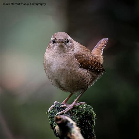 Wren Bob Hurrell Wildlife Flickr