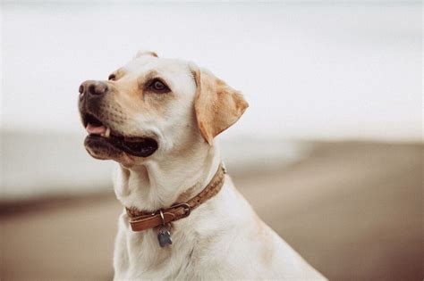 Tudo sobre a raça labrador LéloVet Clínica Veterinária em Ponta Grossa