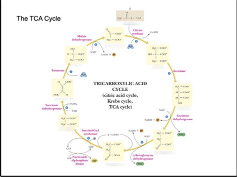 TCA Cycle Products Diagram | Quizlet