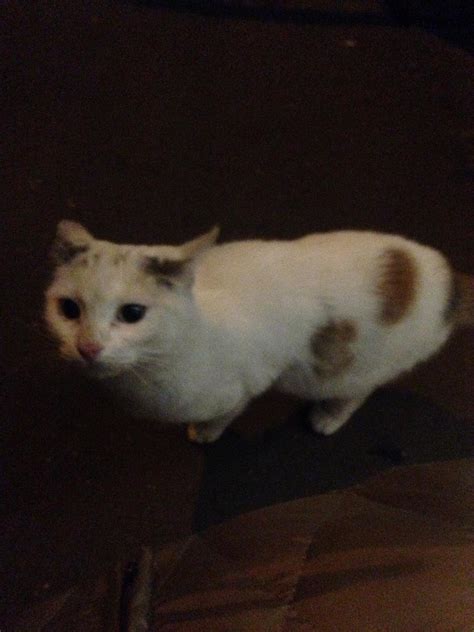 Троянская кошка | Пикабу