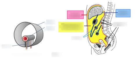 Serous Membranes Peritoneum Layers Diagram Quizlet