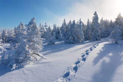 Snowy Weihnachtslandschaft Fractalbild Eines Auszuges Winterwald Im