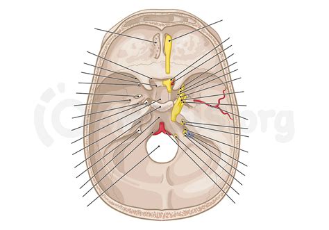 Anatomy Of The Cranial Base Osmosis