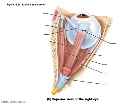 Superior Eye Muscles Diagram Quizlet