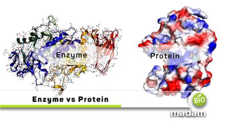 Difference between Enzyme and Protein - biomadam