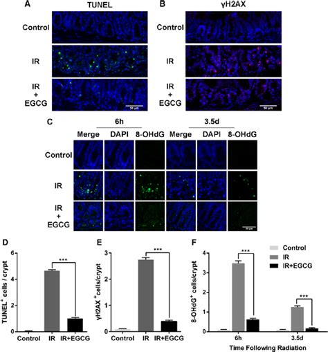 EGCG Reduces Radiation Induced Apoptosis And DNA Damage In The Small