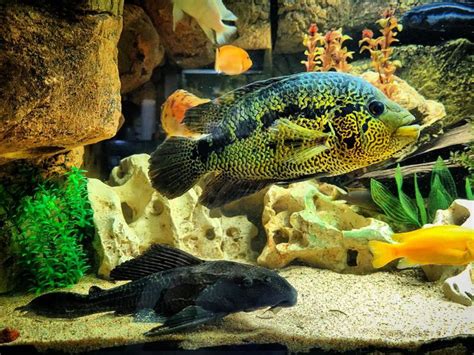 Jaguar Cichlid Size Types Tank Mates Food More