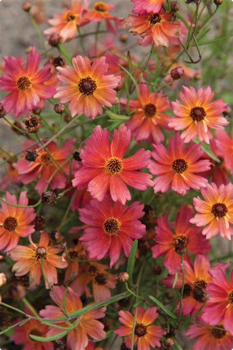 78 Lovely Fall Flowers Ideas To Plant In Your Garden Planting