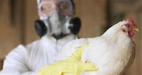 How do humans catch bird flu? Read all about how you can contaminate ...