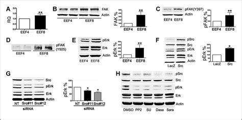 Src Kinase Mediates Phosphorylation Of Fak And Activation Of The Mapk