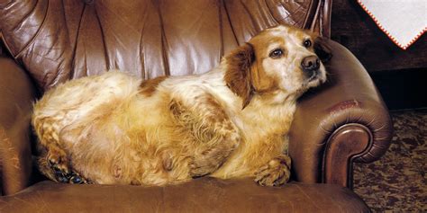 Do Dogs Get Period Cramps – Is Your Female Dog In Pain?