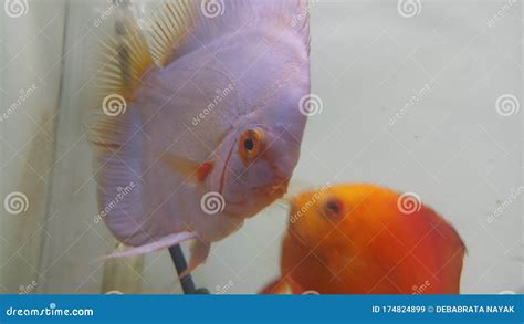 pair  discus fish stock image image  orange cichlid
