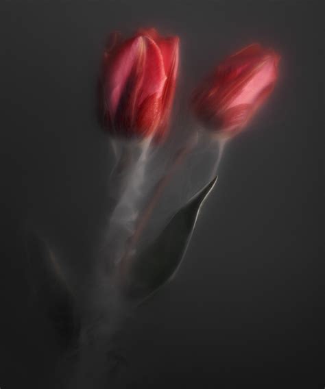 Tulips from the Netherlands on Behance