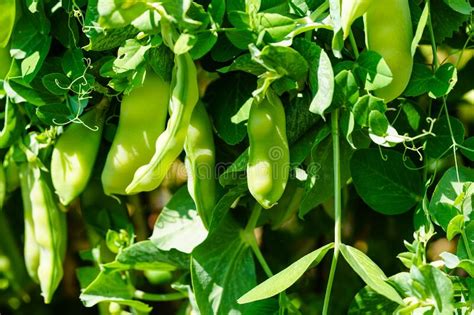 Peas Pisum Sativum Stock Photo Image Of Grain Leaf 250602580