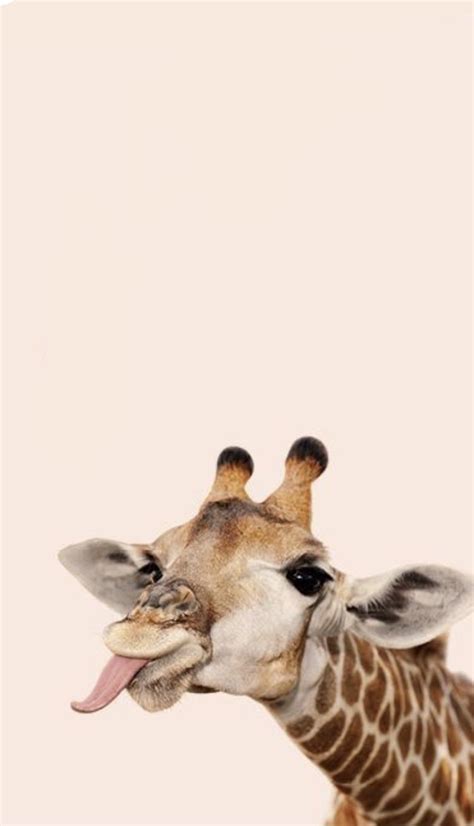 Funny Giraffe Sticking Out Its Tongue